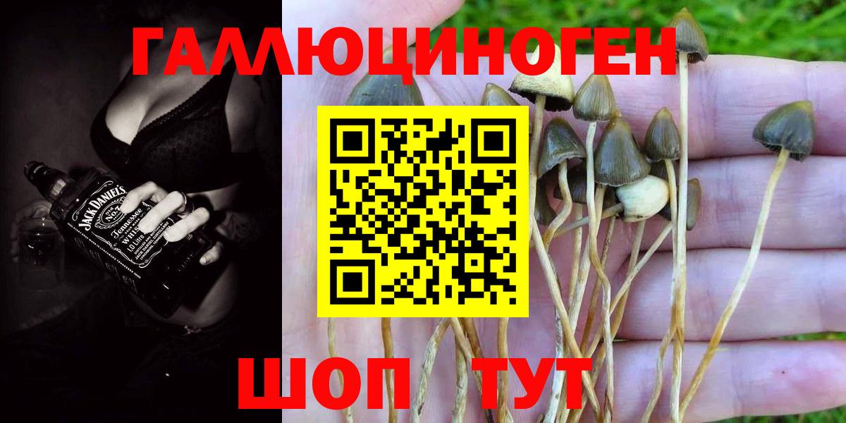 Галлюциногенные грибы Psilocybe  Вход с VPN  Артём 